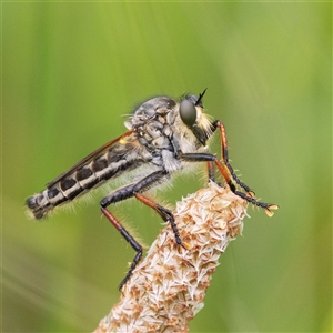 Neoscleropogon sp. (genus) (Robber fly) at Symonston, ACT - 19 Dec 2021 by JRCNM