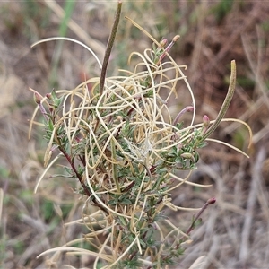 Epilobium billardiereanum subsp. cinereum at Hawker, ACT - 25 Feb 2025 10:59 AM