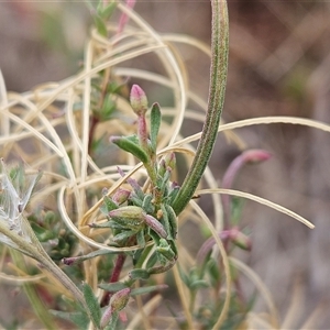 Epilobium billardiereanum subsp. cinereum at Hawker, ACT - 25 Feb 2025 10:59 AM