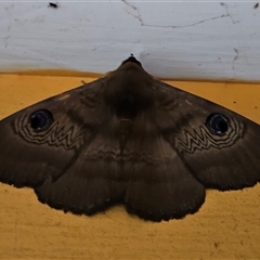 Dasypodia selenophora (Southern old lady moth) at Captains Flat, NSW - 26 Feb 2025 by Csteele4