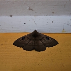 Dasypodia selenophora at Captains Flat, NSW - suppressed