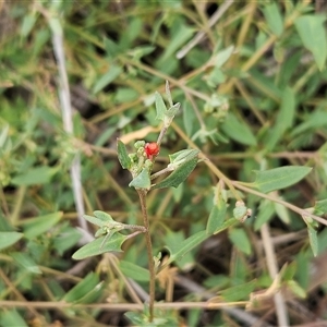 Einadia nutans subsp. nutans at Hawker, ACT - 25 Feb 2025 11:44 AM