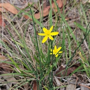 Tricoryne elatior (Yellow Rush Lily) at Hawker, ACT - 25 Feb 2025 by sangio7