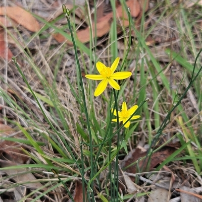 Tricoryne elatior (Yellow Rush Lily) at Hawker, ACT - 25 Feb 2025 by sangio7