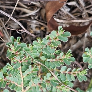 Euphorbia dallachyana at Hawker, ACT - 25 Feb 2025 01:13 PM