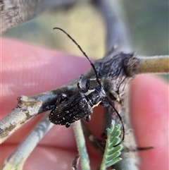 Ancita crocogaster (Longhorn or Longicorn beetle) by clarehoneydove