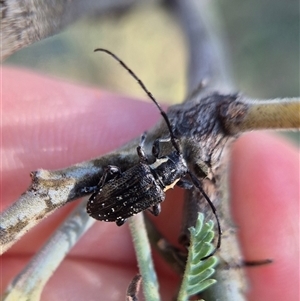 Ancita crocogaster at Bungendore, NSW - suppressed