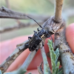 Ancita crocogaster at Bungendore, NSW - suppressed