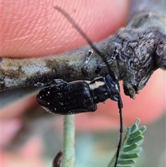 Ancita crocogaster at Bungendore, NSW - suppressed