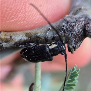 Ancita crocogaster at Bungendore, NSW - suppressed