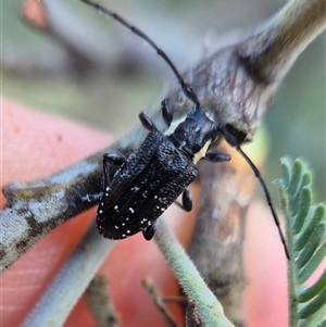 Ancita crocogaster at Bungendore, NSW - suppressed