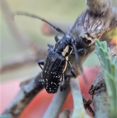 Ancita crocogaster at Bungendore, NSW - suppressed