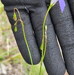 Wahlenbergia capillaris (Tufted Bluebell) at Whitlam, ACT - 25 Feb 2025 by sangio7