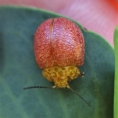 Paropsis sp. (genus) (A leaf beetle) at Bungendore, NSW by clarehoneydove