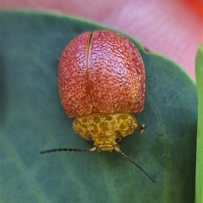 Paropsis sp. (genus) (A leaf beetle) at Bungendore, NSW by clarehoneydove