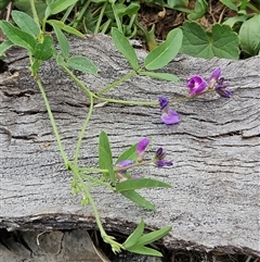 Glycine tabacina (Variable Glycine) at Whitlam, ACT - 25 Feb 2025 by sangio7