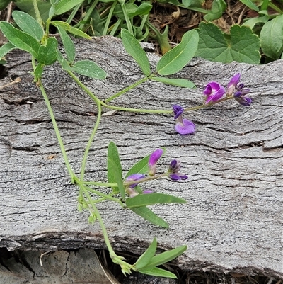 Glycine tabacina (Variable Glycine) at Whitlam, ACT - 25 Feb 2025 by sangio7