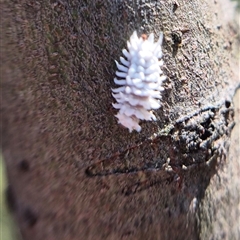 Cryptolaemus montrouzieri (Mealybug ladybird) at Bungendore, NSW by clarehoneydove