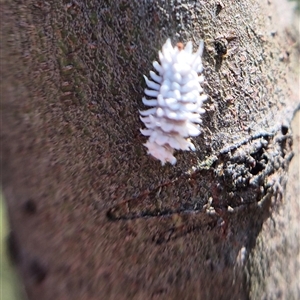 Cryptolaemus montrouzieri (Mealybug ladybird) at Bungendore, NSW - 26 Feb 2025 by clarehoneydove