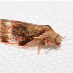 Dasypsylla brunnea (Lerp insect, psyllid) by DianneClarke