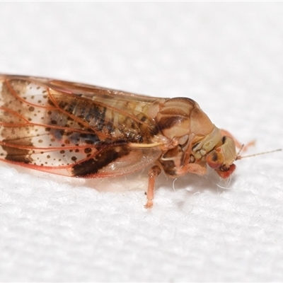 Dasypsylla brunnea (Lerp insect, psyllid) by DianneClarke