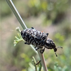 Chrysolopus spectabilis (Botany Bay Weevil) at Bungendore, NSW by clarehoneydove