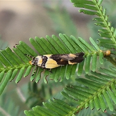 Macrobathra chrysotoxa (A Cosmet moth (Cosmopteriginae) at Bungendore, NSW - 19 Feb 2025 by clarehoneydove