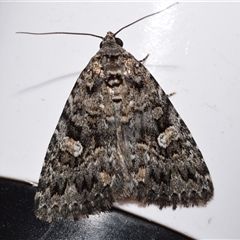 Condica aroana (Small Condica Moth) by DianneClarke