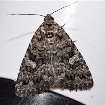 Condica aroana (Small Condica Moth) at Jerrabomberra, NSW by DianneClarke