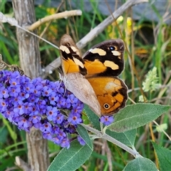 Heteronympha merope (Common Brown Butterfly) at Braidwood, NSW - 26 Feb 2025 by MatthewFrawley