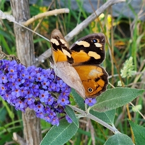 Heteronympha merope at Braidwood, NSW - Yesterday 05:59 PM