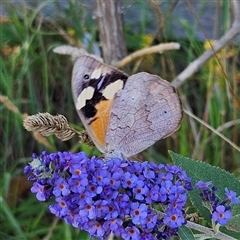 Heteronympha merope at Braidwood, NSW - 26 Feb 2025 05:59 PM