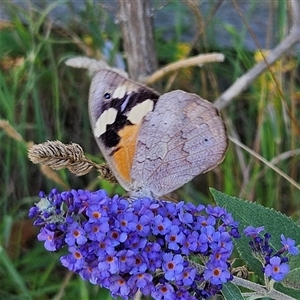 Heteronympha merope at Braidwood, NSW - Yesterday 05:59 PM