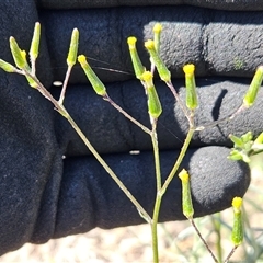 Senecio quadridentatus (Cotton Fireweed) at Whitlam, ACT - 25 Feb 2025 by sangio7