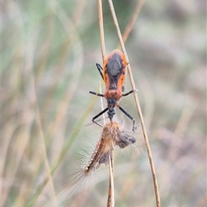 Gminatus australis (Orange assassin bug) at Bungendore, NSW - 19 Feb 2025 by clarehoneydove