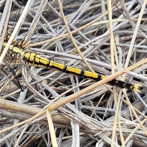 Orthetrum caledonicum at Bungendore, NSW - 19 Feb 2025 10:33 AM