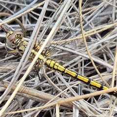 Orthetrum caledonicum at Bungendore, NSW - 19 Feb 2025 10:33 AM