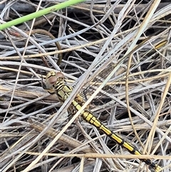 Orthetrum caledonicum at Bungendore, NSW - 19 Feb 2025 10:33 AM