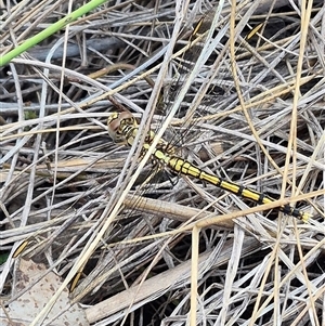 Orthetrum caledonicum at Bungendore, NSW - 19 Feb 2025 10:33 AM