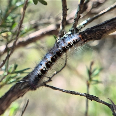 Thaumetopoeinae (subfamily) (Bag-shelter Moths, Processionary Caterpillars) at Bungendore, NSW by clarehoneydove