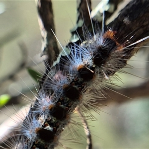 Thaumetopoeinae (subfamily) at Bungendore, NSW - suppressed