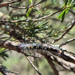 Thaumetopoeinae (subfamily) at Bungendore, NSW - suppressed