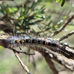 Thaumetopoeinae (subfamily) at Bungendore, NSW - suppressed