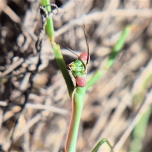 Pseudomantis albofimbriata at Bungendore, NSW - suppressed