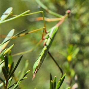 Pseudomantis albofimbriata at Bungendore, NSW - suppressed