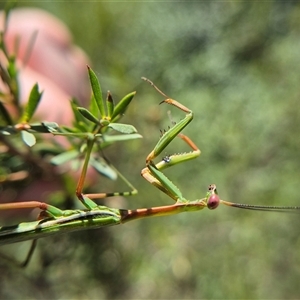 Pseudomantis albofimbriata at Bungendore, NSW - suppressed