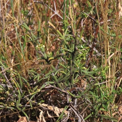 Discaria pubescens at Adaminaby, NSW - 5 Dec 2020 by AndyRoo