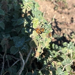 Agonoscelis rutila (Horehound bug) at Strathnairn, ACT - 26 Feb 2025 by Jillw