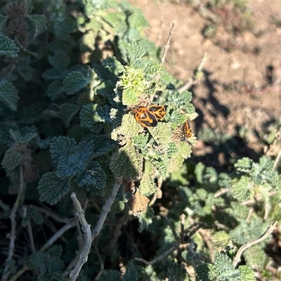 Agonoscelis rutila (Horehound bug) at Strathnairn, ACT - 26 Feb 2025 by Jillw