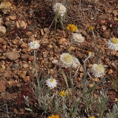 Leucochrysum albicans subsp. tricolor at Adaminaby, NSW - 5 Dec 2020 by AndyRoo